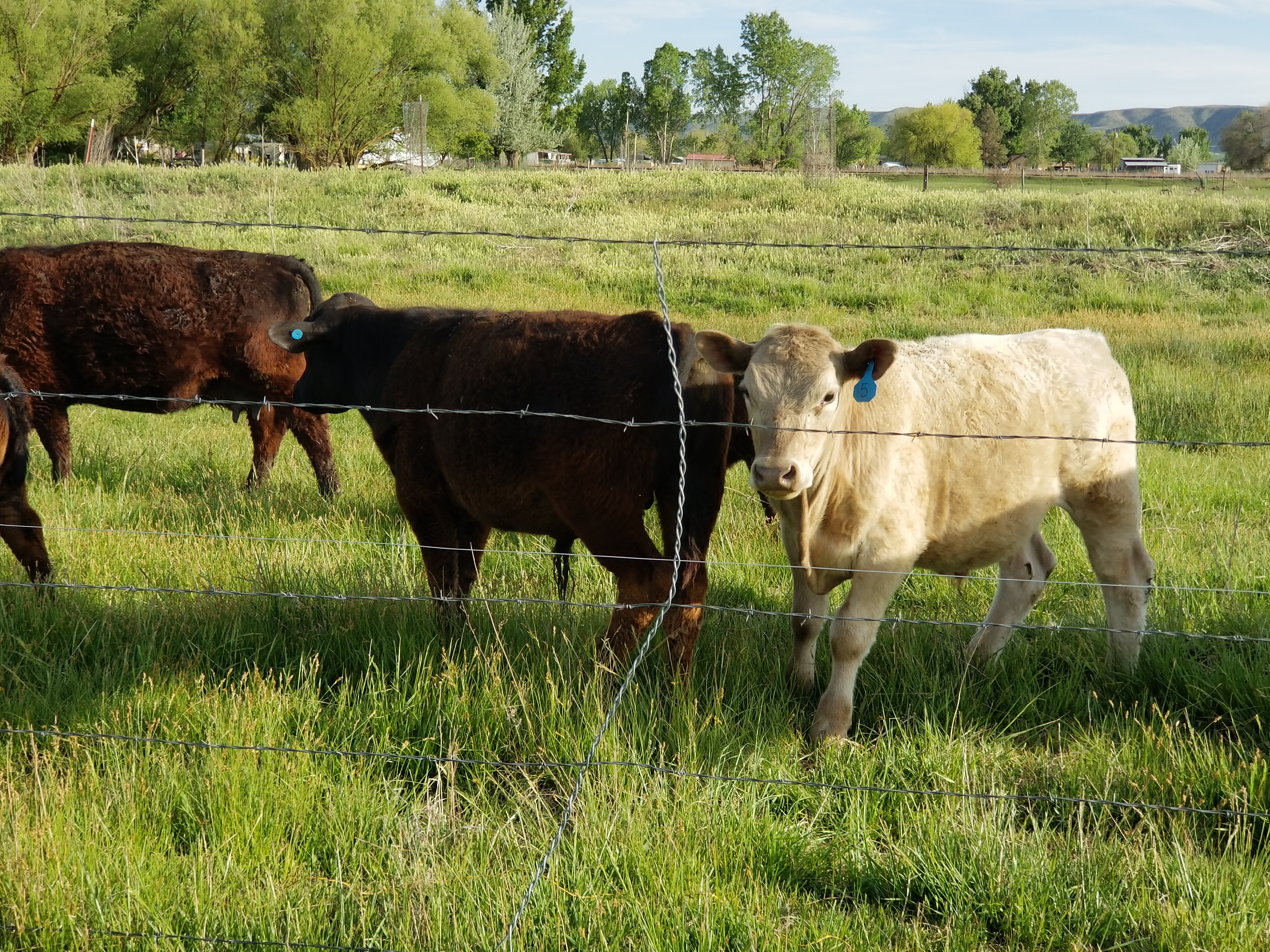 Grass-fed cattle on open pasture